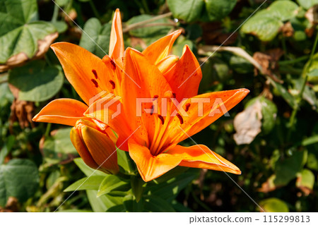 Oriental lily in flower bed in the garden Oriental lily in flower bed in the garden 115299813