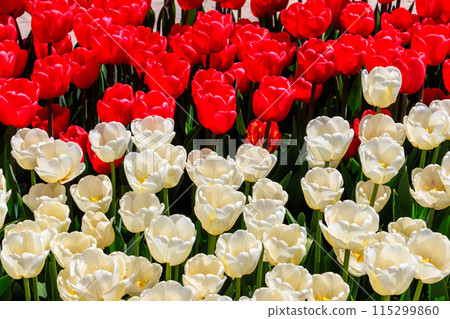 Beautiful tulips in the park at spring Beautiful tulips in the park at spring 115299860