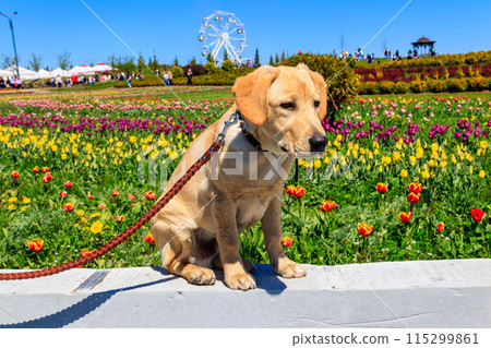 Portrait of a cute labrador retriever puppy next to blooming tulips flowers Portrait of a cute labrador retriever puppy next to blooming tulips flowers 115299861
