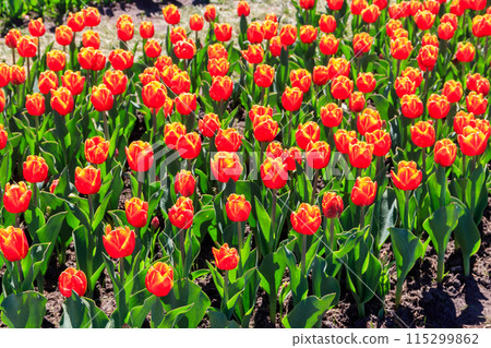 Large flowerbed of beautiful tulips in the park at spring Large flowerbed of beautiful tulips in the park at spring 115299862