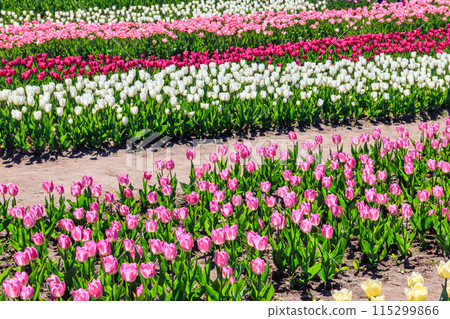 Beautiful multicolored tulips in a flower park at spring Beautiful multicolored tulips in a flower park at spring 115299866