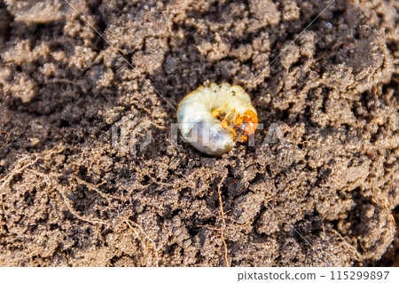 Larva of important pest of plant, grub of May beetle (Common Cockchafer, doodlebug or Maybug) in garden soil Larva of important pest of plant, grub of May beetle (Common Cockchafer, doodlebug or Maybug) in garden soil 115299897