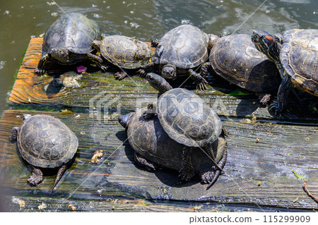European pond turtle (Emys orbicularis) European pond turtle (Emys orbicularis) 115299909