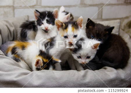 Little kittens sitting in a cat bed Little kittens sitting in a cat bed 115299924