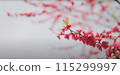 cherry blossom in spring 115299997