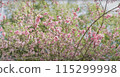 pink cherry blossom in spring 115299998