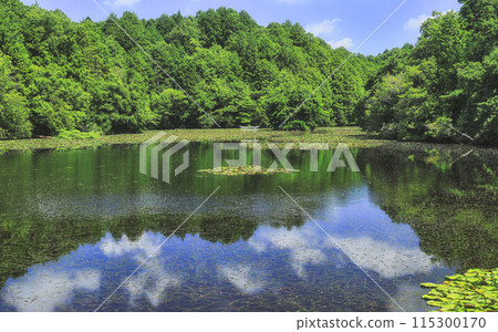 The sunken torii gate at Benten Pond, surrounded by fresh greenery The sunken torii gate at Benten Pond, surrounded by fresh greenery 115300170