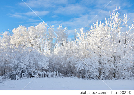 Idyllic winter scene in prairies - field cowered with white snow, row of trees with hoarfrost and a blue sky. Idyllic winter scene in prairies - field cowered with white snow, row of trees with hoarfrost and a blue sky. 115300208