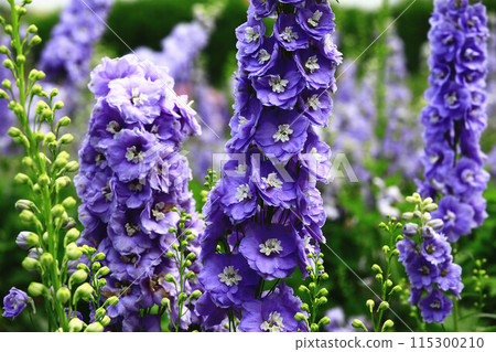 Daihienso（Hienso，千鳥草，千鳥花，Suijaku 花，Suijaku，Hibari no tsume，Shiroko 花，Hyakubugusa，Guzume 蓮花） 115300210