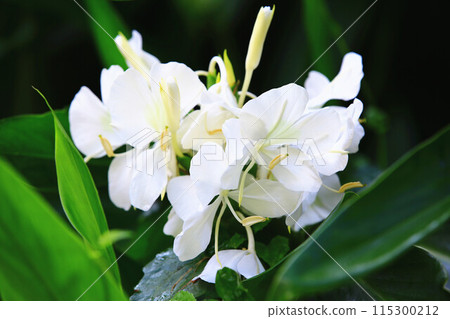 wild moss, wild moss, wild moss, yamana, butterflies, butterflies, butterflies, butterflies, butterflies 115300212