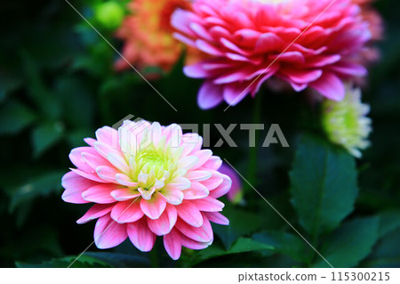 解脫萬里香 大花 大菊 天竺牡丹 萬里菊 菊花 西洋牡丹 西洋牡丹 大梨花 解脫萬里香 大花 大菊 天竺牡丹 萬里菊 菊花 西洋牡丹 西洋牡丹 大梨花 115300215