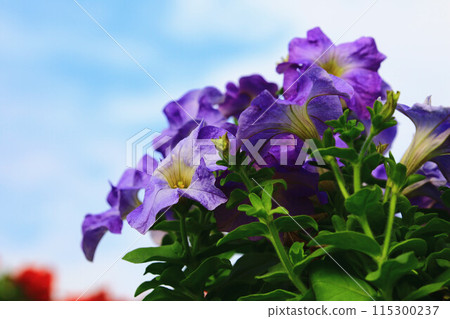放出矮花(水晶雛菊、禮治牡丹、浪速仙子、索子花、薯薯花、大喇叭、青木冬茄) 放出矮花(水晶雛菊、禮治牡丹、浪速仙子、索子花、薯薯花、大喇叭、青木冬茄) 115300237