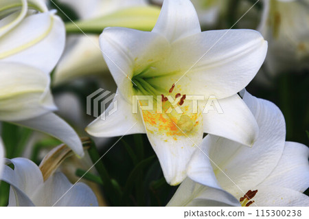 blooming musk lily, cannon lily, easter lily, trumpet lily, virgin flower blooming musk lily, cannon lily, easter lily, trumpet lily, virgin flower 115300238