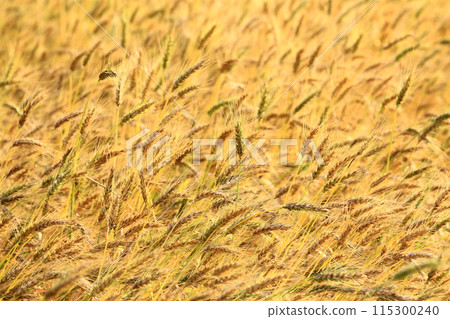 金黃色的小麥田 115300240