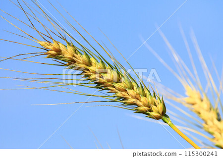 成熟的金黃色小麥穗,藍天為背景 成熟的金黃色小麥穗,藍天為背景 115300241