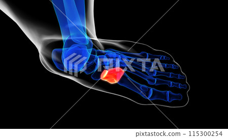 Dorsal view of foot bones medial cuneiform bone anatomy for medical Concept 3D rendering 115300254