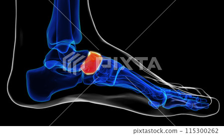 Medial view of navicular bone foot bones anatomy for medical Concept 3D rendering Medial view of navicular bone foot bones anatomy for medical Concept 3D rendering 115300262