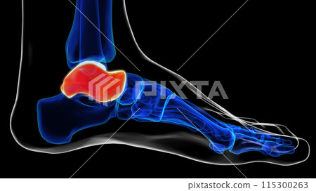 Medial view of talus bone foot bones anatomy for medical Concept 3D rendering Medial view of talus bone foot bones anatomy for medical Concept 3D rendering 115300263