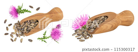 Seeds of a milk thistle or Silybum marianum, Scotch Thistle, Marian thistle in wooden scoop with flower isolated on white background. Top view Seeds of a milk thistle or Silybum marianum, Scotch Thistle, Marian thistle in wooden scoop with flower isolated on white background. Top view 115300317