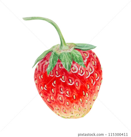 Red strawberry hand drawn watercolor illustration. Delicious food art, fresh botanical realistic painting. Summer sweet berry clipart for restaurant, cafe menu, packaging of farm goods, vegan products 115300411