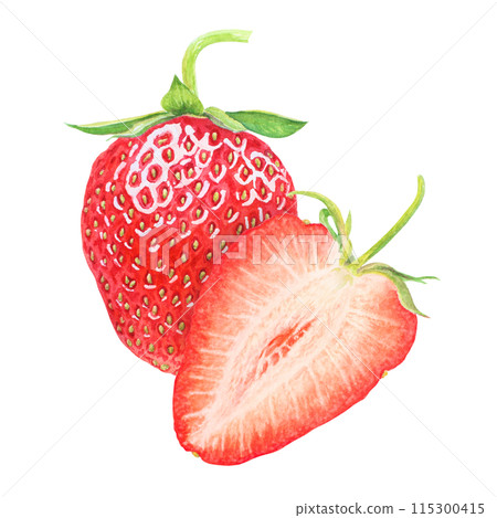 Red strawberry hand drawn watercolor illustration. Delicious food art, fresh botanical realistic painting. Summer sweet berry clipart for restaurant, cafe menu, packaging of farm goods, vegan products Red strawberry hand drawn watercolor illustration. Delicious food art, fresh botanical realistic painting. Summer sweet berry clipart for restaurant, cafe menu, packaging of farm goods, vegan products 115300415
