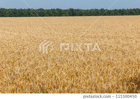 Field of ripe golden wheat 115300450