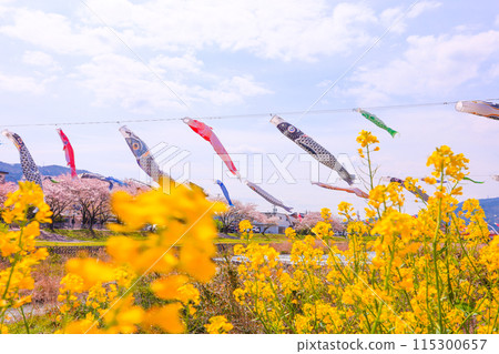 藍天、油菜花、櫻花盛開、鯉魚旗在春風中游動 115300657
