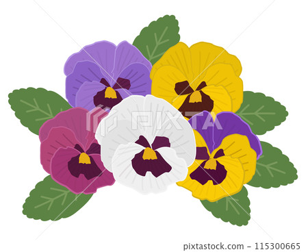 三色堇圖 115300665