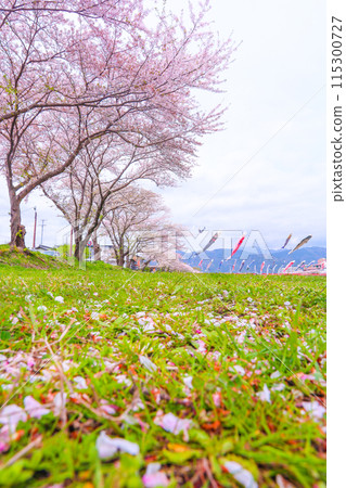 Blue sky and cherry blossom petals, cherry blossoms in full bloom, carp streamers flying in the spring breeze 115300727