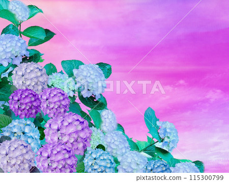 淡紫色和藍色的繡球花在夕陽的天空中綻放得栩栩如生 115300799