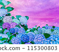 A field of purple and blue hydrangeas blooming and a sunset 115300803