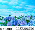 A field of blooming hydrangeas and a clear blue sky 115300830