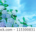White and light blue hydrangeas and blue sky 115300831