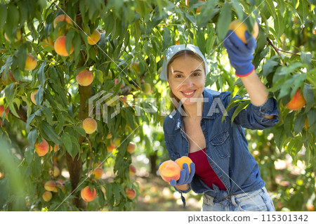 Female farmer harvesting ripe pears and laying in bucket in garden Female farmer harvesting ripe pears and laying in bucket in garden 115301342