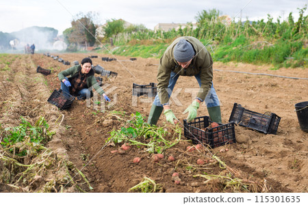 Skilled farmer team working on plantation, picking potatoes 115301635