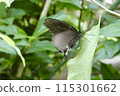 玉斑鳳蝶 115301662