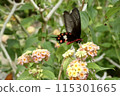 Benimon燕尾 115301665