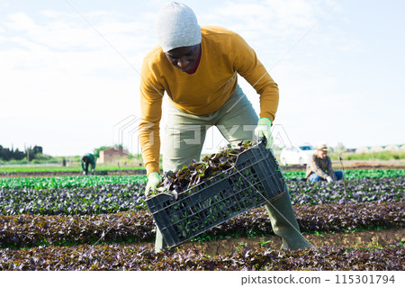 Portrait of positive farmer man holding crate full of red arugula in farm field Portrait of positive farmer man holding crate full of red arugula in farm field 115301794
