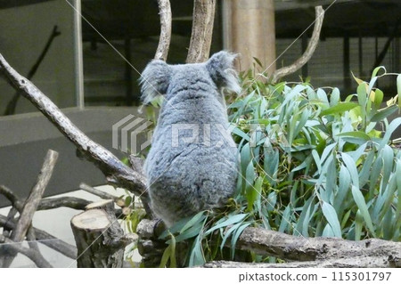 Koala sleeping on a tree Koala sleeping on a tree 115301797