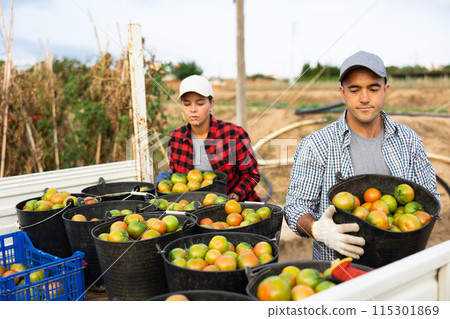 Woman and man put buckets with harvest of tomatoes together in the back of car 115301869