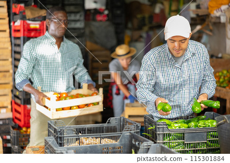 Man packing just harvested green pepper in warehouse 115301884