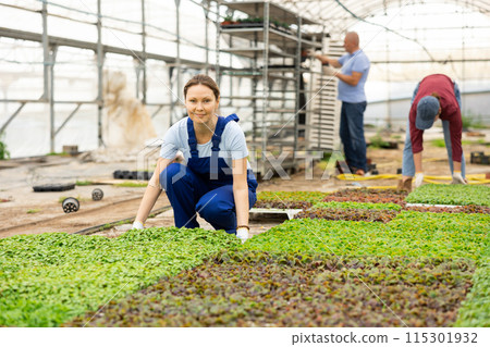 Middle aged woman worker sitting down demonstrating planted mint flower in greenhouse Middle aged woman worker sitting down demonstrating planted mint flower in greenhouse 115301932