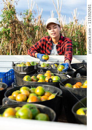Positive woman farmer picking fresh ripe tomatoes in garden 115302081