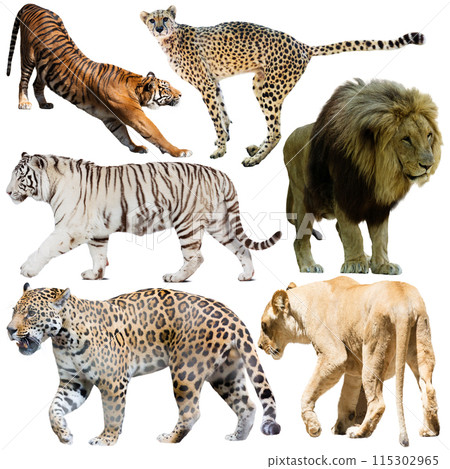 Set of wild mammals isolated over white background Set of wild mammals isolated over white background 115302965