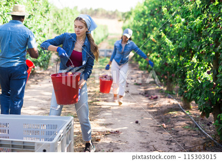 Woman farmer bulking plums into the crate at garden 115303015