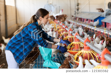 european woman in plaid shirt and cap filling chicken feeder in chicken farm european woman in plaid shirt and cap filling chicken feeder in chicken farm 115303382