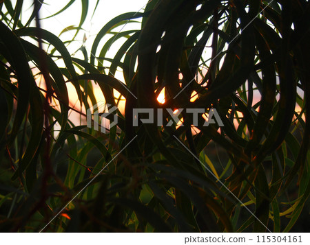 Curved Koa Leafs and Sunset in the distance 115304161