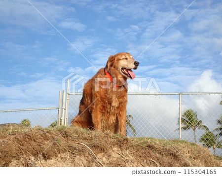 Dog hangs out on top of sand bluff Dog hangs out on top of sand bluff 115304165