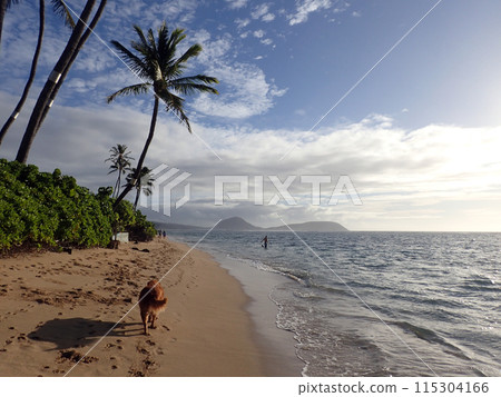 Golden Retriever Dog walks along beach with tail waging in the early morning 115304166