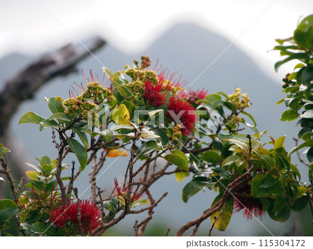 Close-up of Red Ohi'a Flowers in bloom on branch of tree Close-up of Red Ohi'a Flowers in bloom on branch of tree 115304172